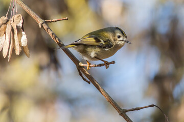 Goldcrest (Regulus regulus)