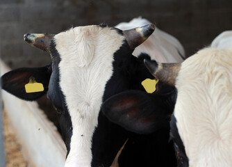 Sheep for the Feast of Sacrifice. (Kurban Bayrami)sacrifice holiday. Turkey.