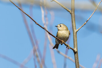 Goldcrest (Regulus regulus)