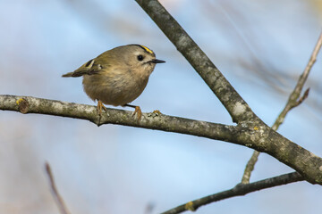 Goldcrest (Regulus regulus)