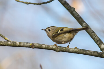 Goldcrest (Regulus regulus)