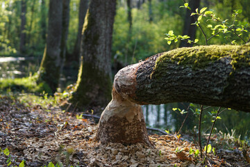 Fototapeta premium Big tree fallen from beaver. 