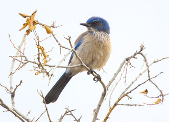 blue jay in a branch