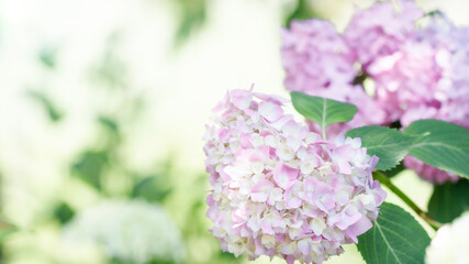 陽の射し込むピンクのアジサイの花