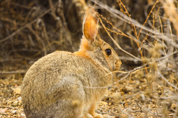 rabbit on the ground