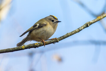 Goldcrest (Regulus regulus)