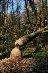 A forest growing in the vicinity of beavers. Tree trunk felled by beavers. 