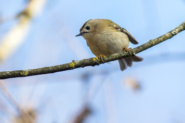 Goldcrest (Regulus regulus)