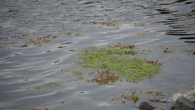 seaweed floating in ocean