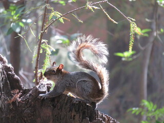 chipmunk in the forest