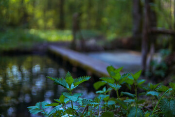 Nettle, urtica dioica - on blured background. background is a small footbridge that lets travelers hike through the flooded forest background. Plant is on focused at right bottom side. 