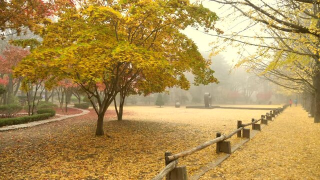  Autumn in Nami island South Korea