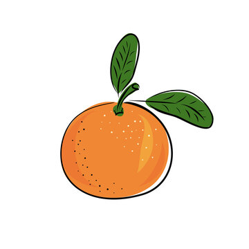Vector illustration of juicy isolated outline colorful fruit - mandarin, tangerine. Slice and whole.