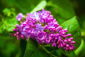 Flowers and leaves of lilac, latin name Syringa vulgaris, with water drops.