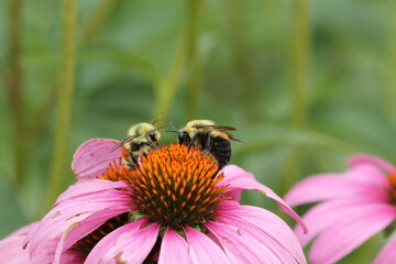 bee on a flower