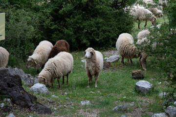 Fototapeta premium sheep grazing in the meadow
