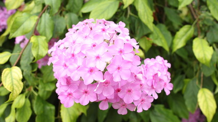 pink hydrangea flowers