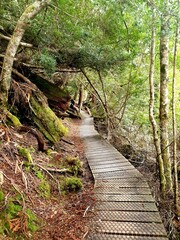 path in the forest