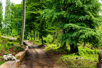 Trail in the colorful green spring forest in Poland. Magical path in summer. Piece of wild nature, scenic landscape. Nature background.