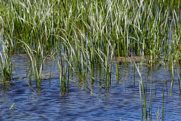 Obraz premium reeds in the water