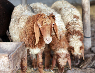 Fototapeta premium Sheep for the Feast of Sacrifice. (Kurban Bayrami)sacrifice holiday. Turkey.