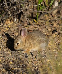 baby bunny on the ground