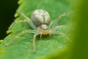 Spinne