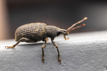 Rüsselkäfer (Curculionidae)