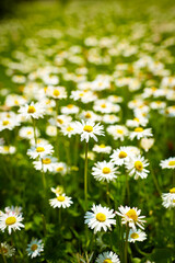 Close up of daisies in meadow