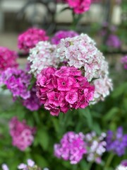 Fototapeta premium pink hydrangea flowers