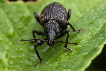 Rüsselkäfer (Curculionidae)