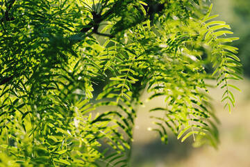 Green mesquite tree leaves close up in nature.