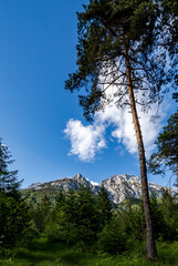 pine forest in the mountains.Austria