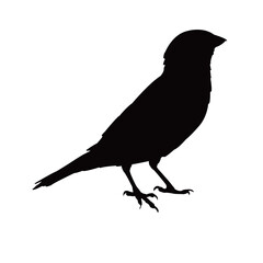 a sparrow body silhouette vector