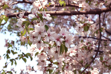The background of cherry blossoms in full bloom.
