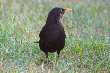 blackbird on the grass