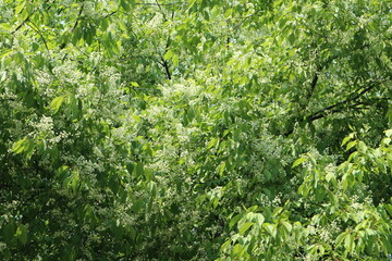 Forest of dense white flowers.
