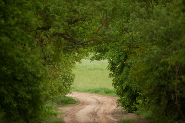 Obraz premium village road leading through a green summer alley