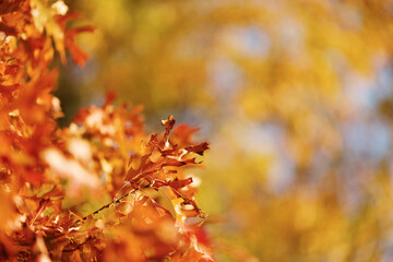 Autumn leaves with blurred background behind orange leaf for fall season with copy space.