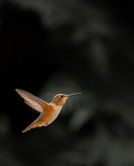 Rufous Hummingbird 7811