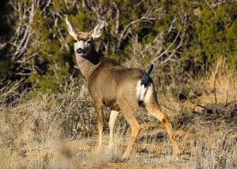 mule deer in the desert
