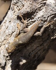 lizard on the tree
