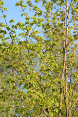 Fototapeta premium Flowering maple tree.