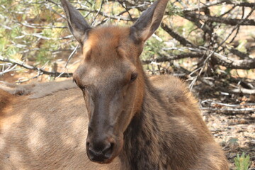cow elk in forest