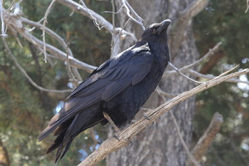 raven perched in a tree