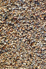 Sea shore littered with colorful seashells