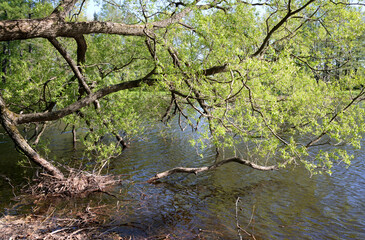 Weeping willow over the water.