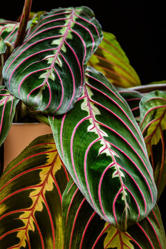 Close-up on the decorative, colorful leaves of a prayer plant (maranta leuconeura var. fascinator) on a dark background.