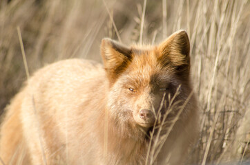 Fototapeta premium Red fox prowling in tall grass