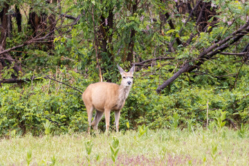 Cute Doe Mule Deer